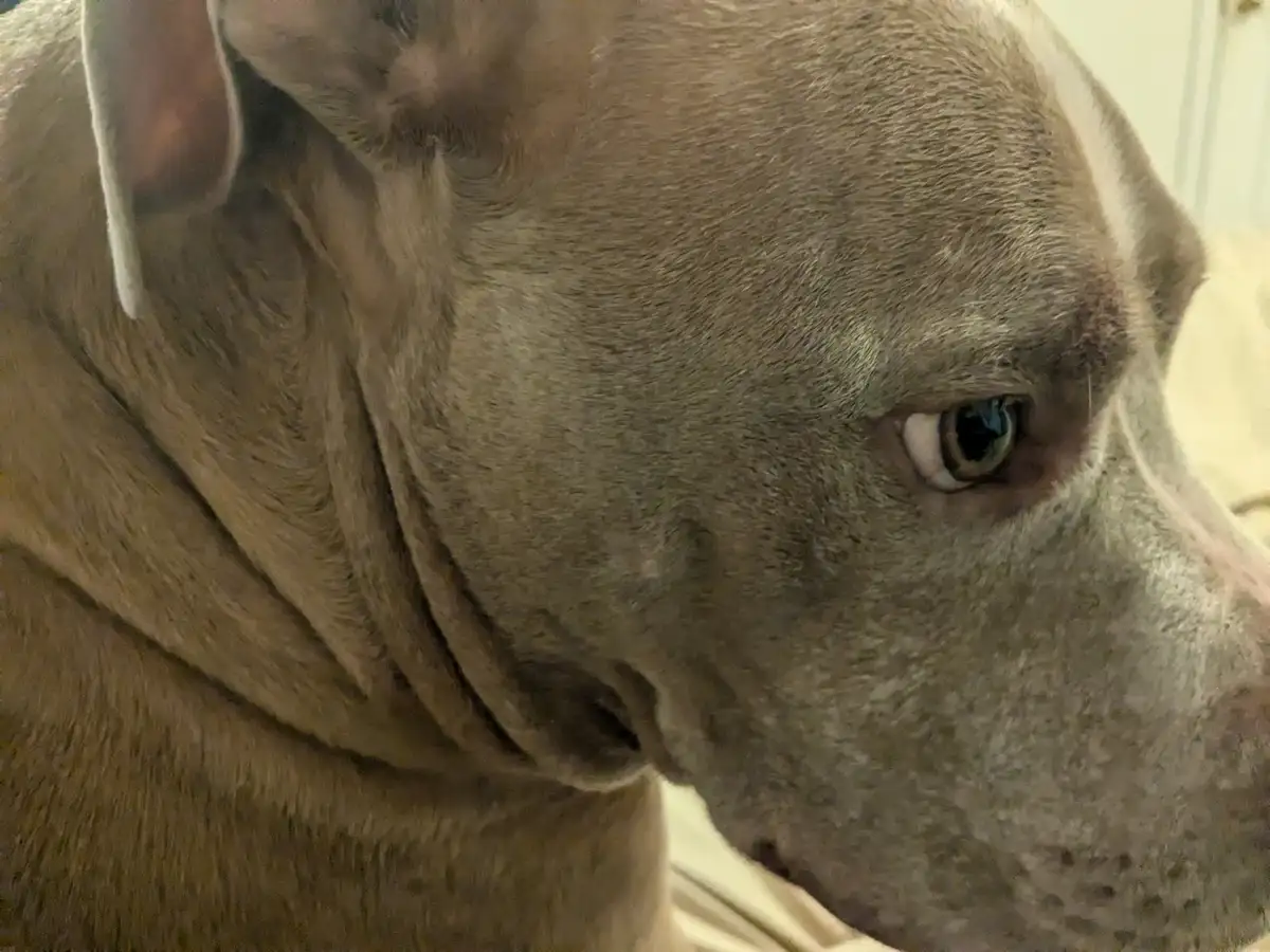 A close-up photo of a gray dog's face, showing its eye and part of its head and neck, with the overlaid text 'i'm not mad…