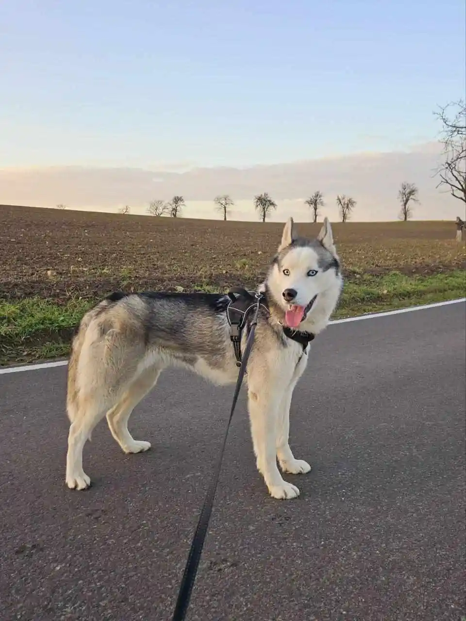 A husky dog with striking blue eyes stands on a paved road wearing a black harness and leash, tongue out, looking directly…