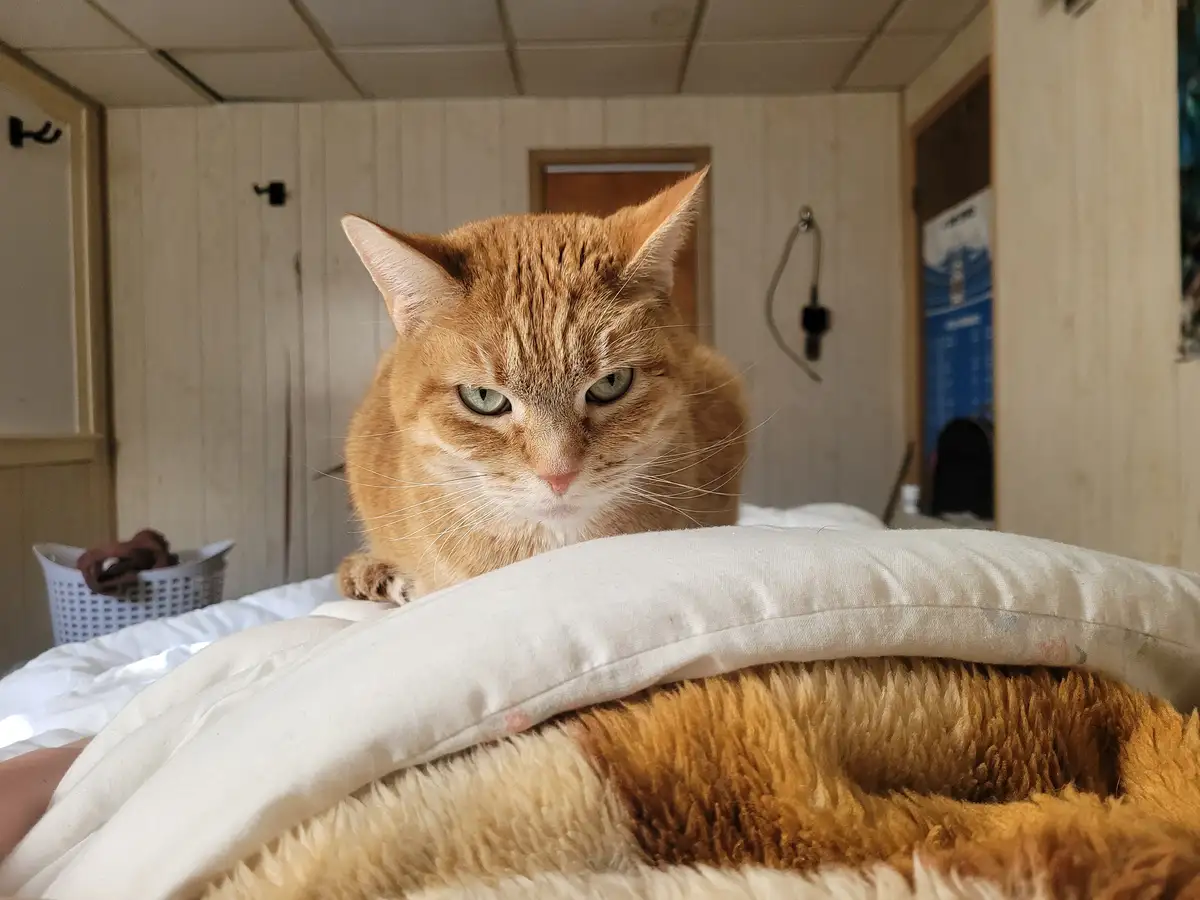 Wishing You a Joyful Caturday!